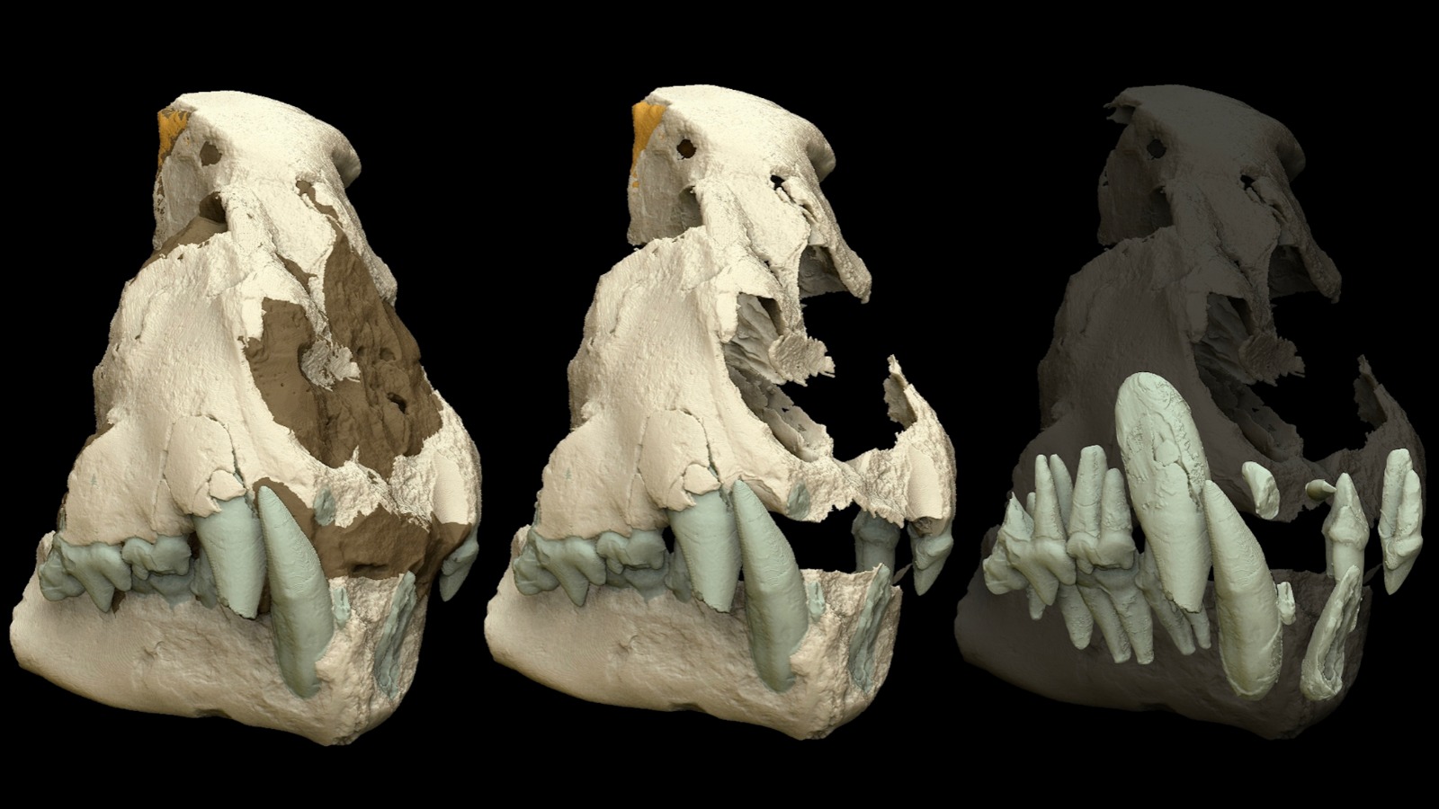 cranio del ghepardo gigante Acinonyx pardinensis