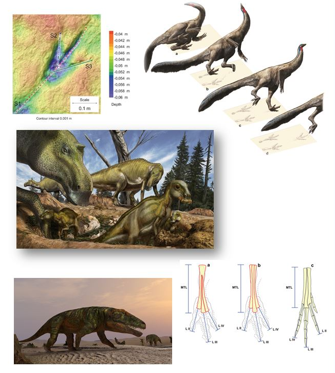 Nuovo approccio multidisciplinare allo studio delle impronte fossili di tetrapodi.