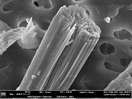 Immagine FE-SEM di fibre di erionite