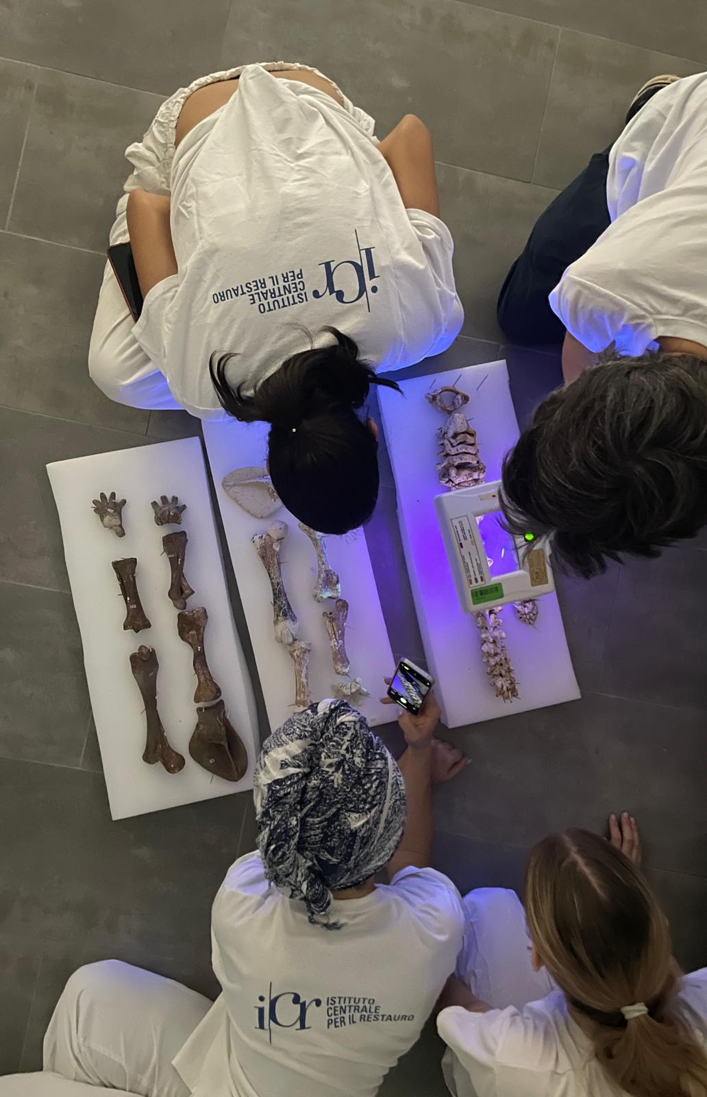 Alcuni momento del restauro delle ossa di tre esemplari di Palaeoloxodon falconeri Alcuni momento del restauro delle ossa di tre esemplari di Palaeoloxodon falconeri