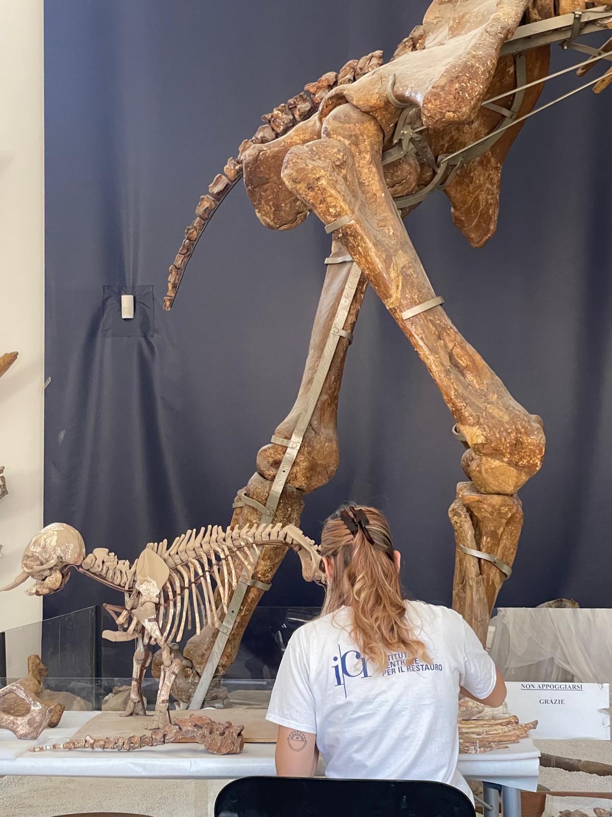 Alcuni momento del restauro delle ossa di tre esemplari di Palaeoloxodon falconeri Alcuni momento del restauro delle ossa di tre esemplari di Palaeoloxodon falconeri